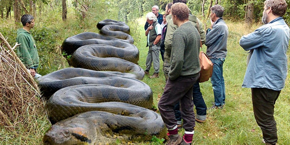 What A Beast Huge Snake Found By Hiker Near South Carolina Creek